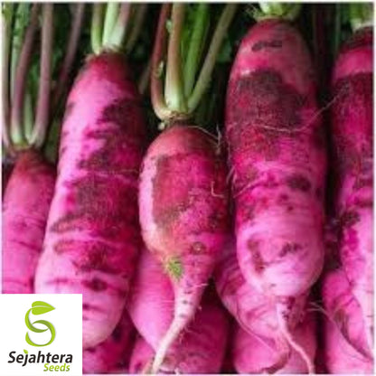 200 Pink Summercicle Radish Seeds - Raphanus Sativus, Non-GMO Vegetable