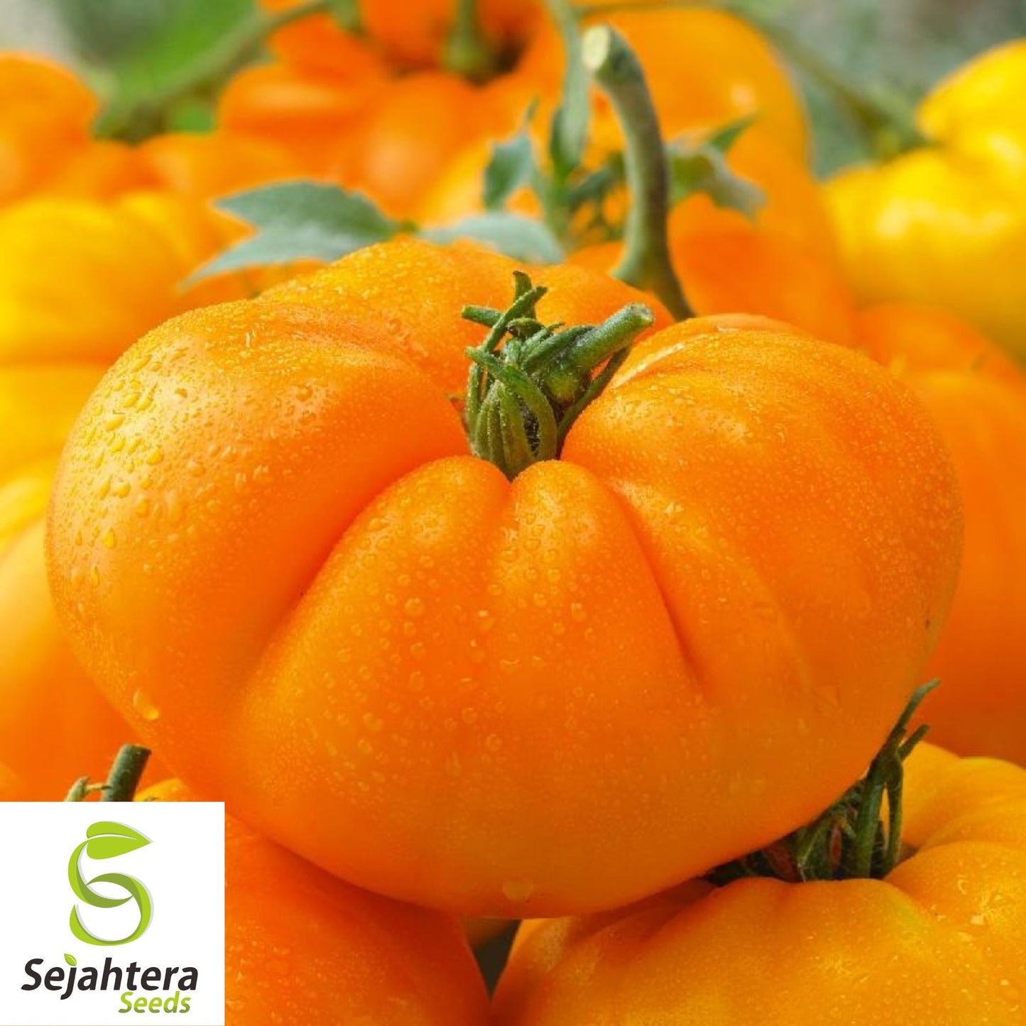 Amana Orange Tomato Seeds - 120+ Heirloom, Organic, Non-GMO & Rare