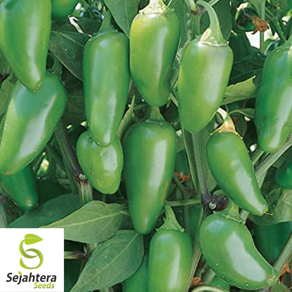 Jalapeño Early Hot Pepper Seeds 100+ | Heirloom Vegetable NON-GMO USA