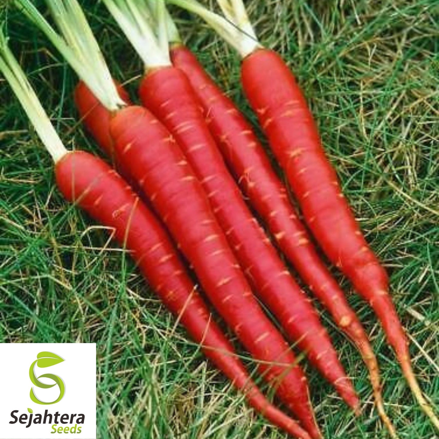 150+ Atomic Red Carrot Seeds - Non-GMO, Heirloom & Nutritious Variety