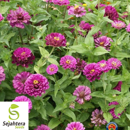 Purple Zinnia Seeds 100+ | Purple Prince Zinnia Elegans Flowers NON-GMO USA