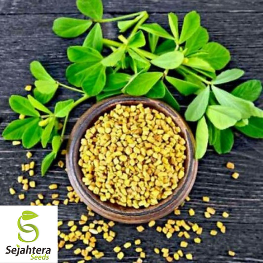 100 Fenugreek Herb Seeds - Non-GMO, Aromatic & Versatile Culinary Herb