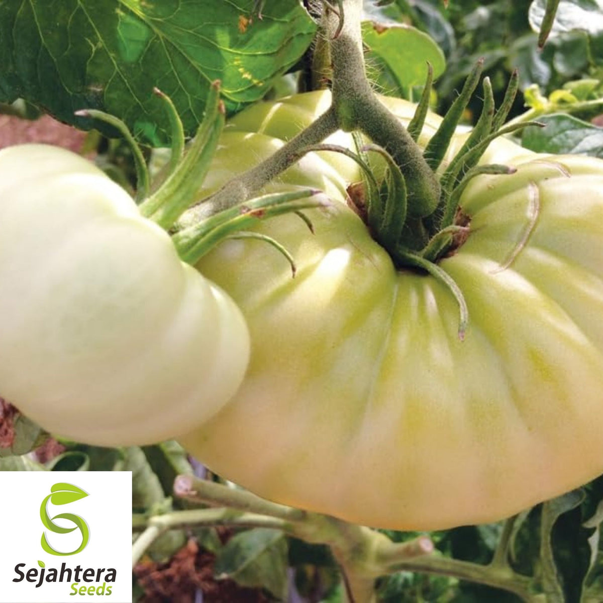 Great White Tomato Seeds 50 Ct | White Beefsteak Heirloom Vegetable NON-GMO
