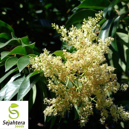 Glossy Privet Seeds {Ligustrum lucidum} 10 Pre-Stratified Seeds