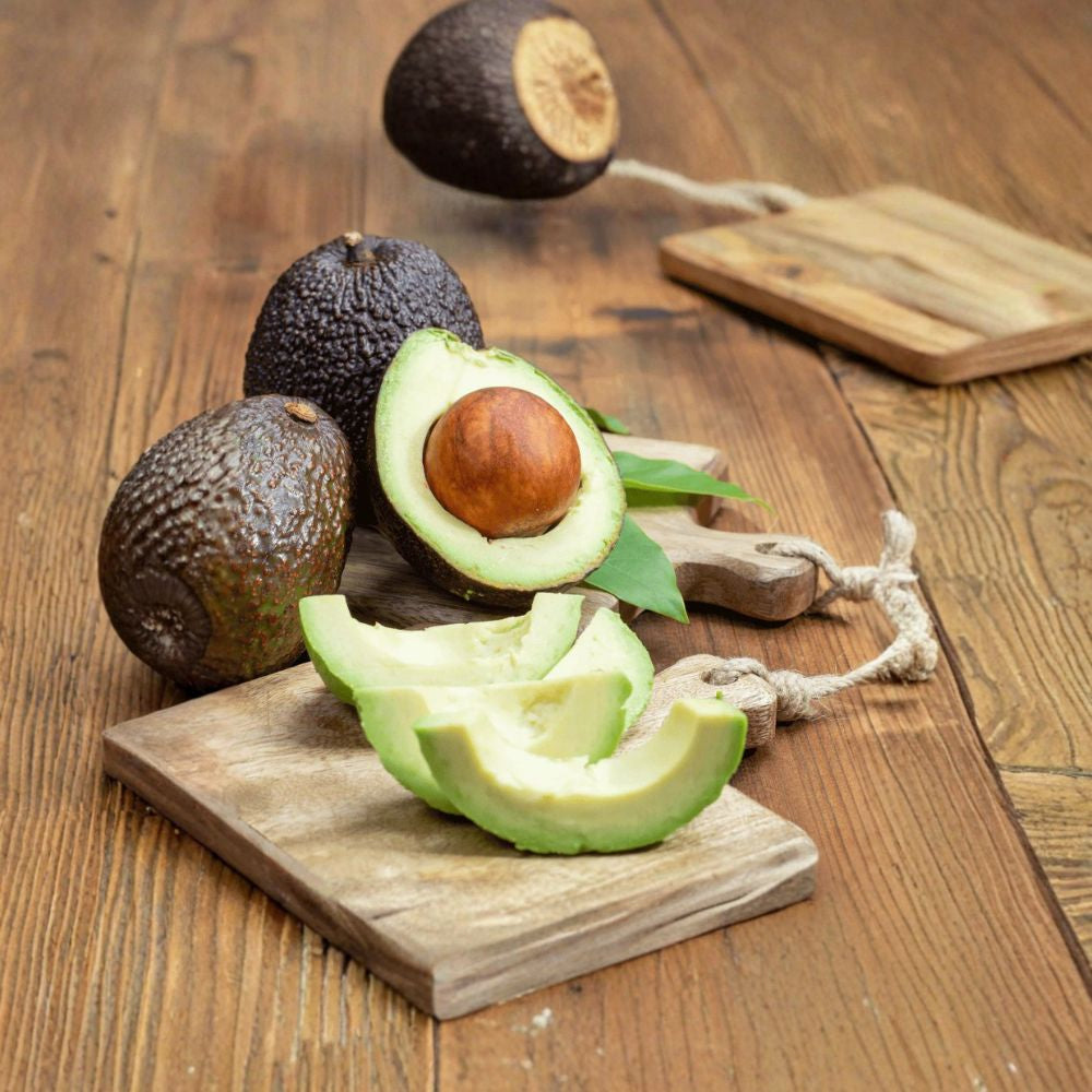Hass Avocado Tree – Persea americana 1 Year Old Seedling | 14–20 Inches Tall | Includes Container  Live Plant in Pot | Non-Grafted | Ready to Transplant