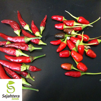 20 Birdseye Pepper Seeds - Non-GMO, Fiery & Compact Variety