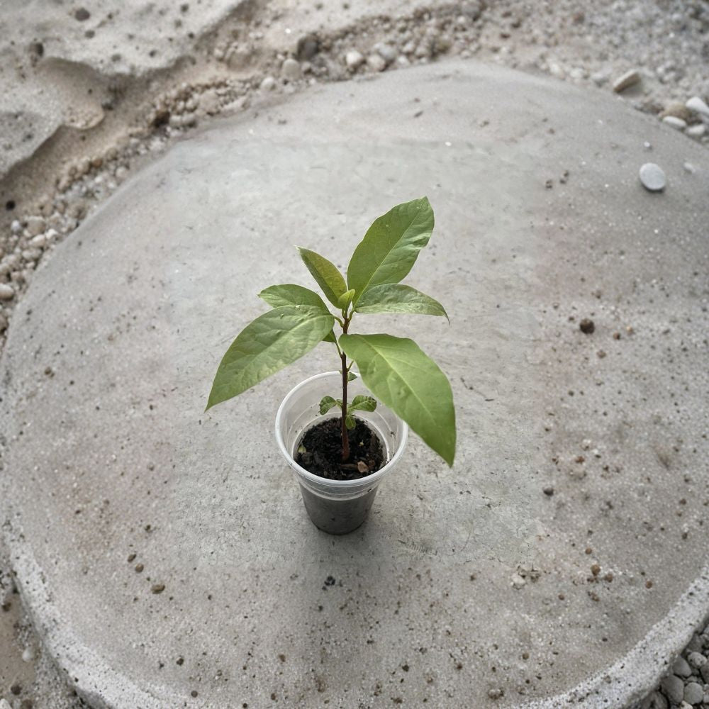 Avocado Tree – Persea americana Live Seedling | 15 Inches Tall | Includes Nursery Pot  Trimmed Starter Plant | Indoor & Outdoor Friendly | Ready to Plant