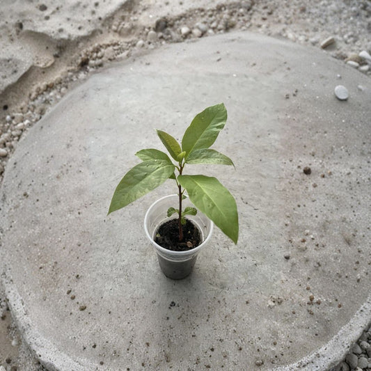 Avocado Tree – Persea americana Live Seedling | 15 Inches Tall | Includes Nursery Pot  Trimmed Starter Plant | Indoor & Outdoor Friendly | Ready to Plant