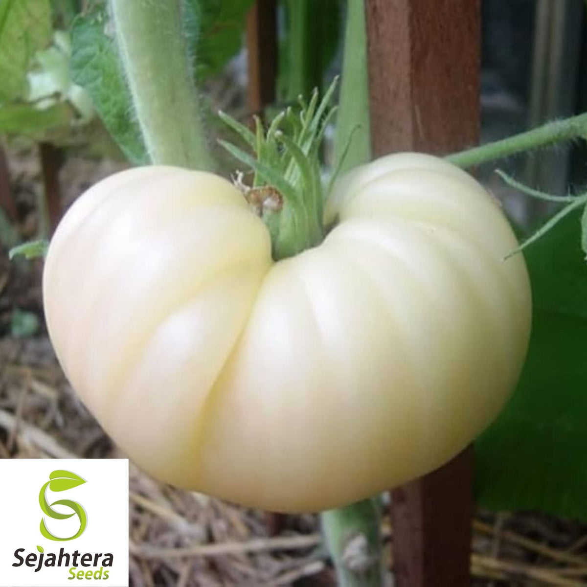 Great White Tomato Seeds 50 Ct | White Beefsteak Heirloom Vegetable NON-GMO