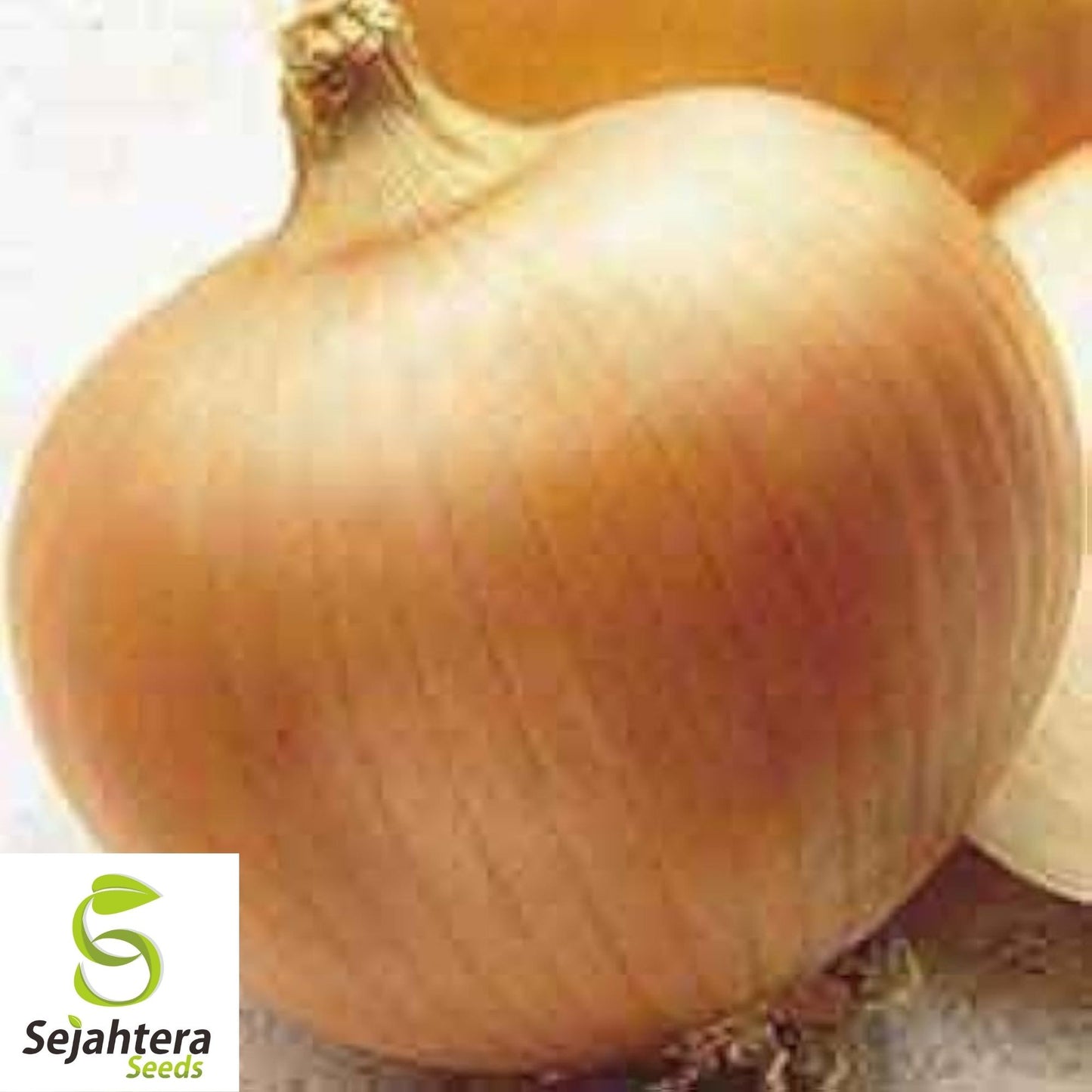 Yellow Spanish Onion Seeds 250+ | Sweet Heirloom NON-GMO Vegetable USA