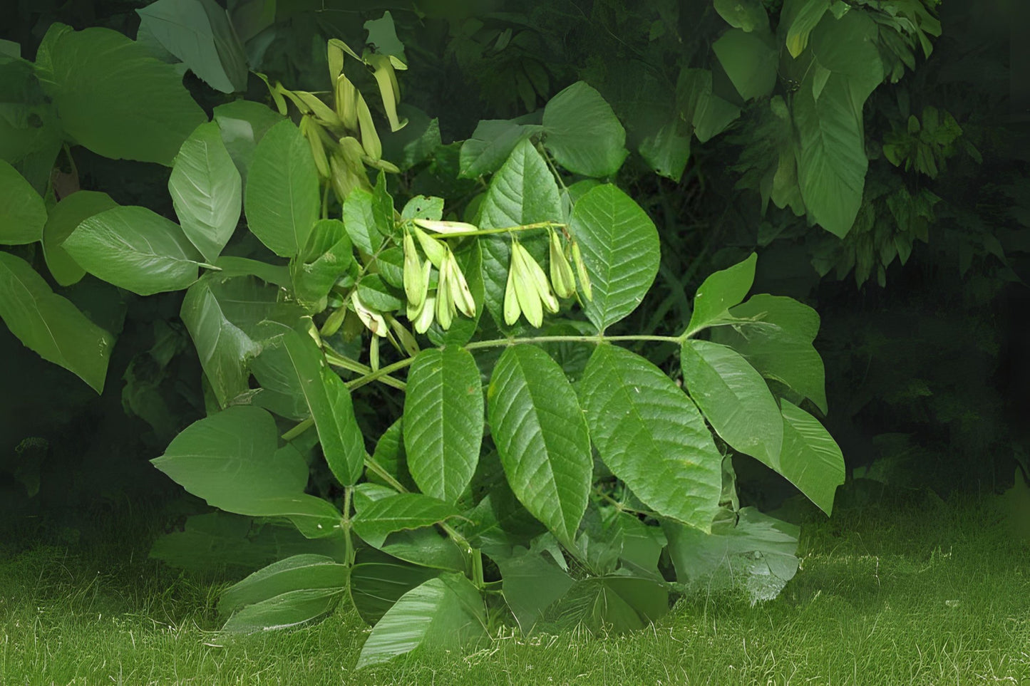 Manchurian Ash (Fraxinus mandshurica)
