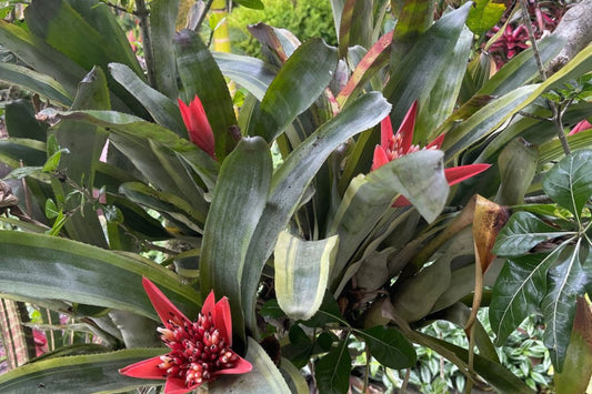 Bromeliad Aechmea Galaxy Plant - 5" Rare Collector's Novelty - Tropical Green Foliage with Reddish Orange Bloom