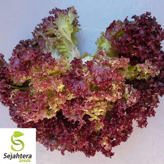 1000 Lollo Rosso Lettuce Seeds - Non-GMO, Frilly & Vibrant Heirloom Variety