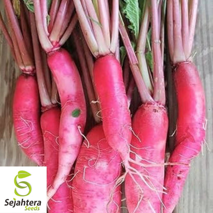 China Rose Radish Seeds 250 Ct | Sprouting Vegetable & Microgreen USA