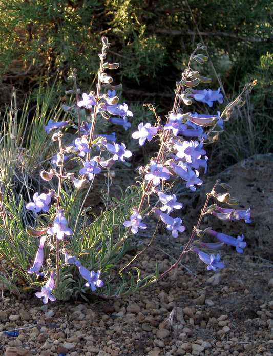 Penstemon humilis 100mg Seeds For Planting