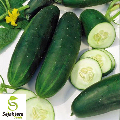 60+ Straight Eight Cucumber Seeds - Non-GMO, Crisp & High-Yield Variety
