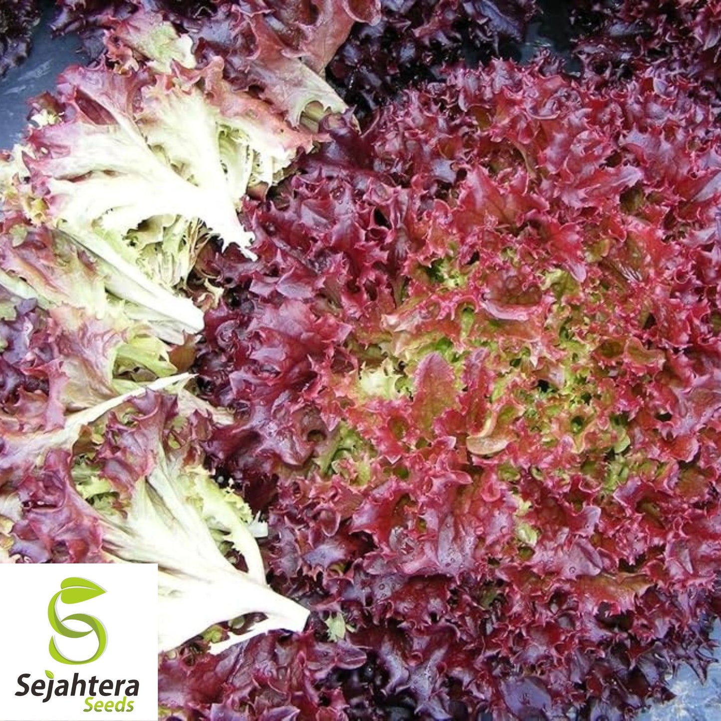 1000 Lollo Rosso Lettuce Seeds - Non-GMO, Frilly & Vibrant Heirloom Variety