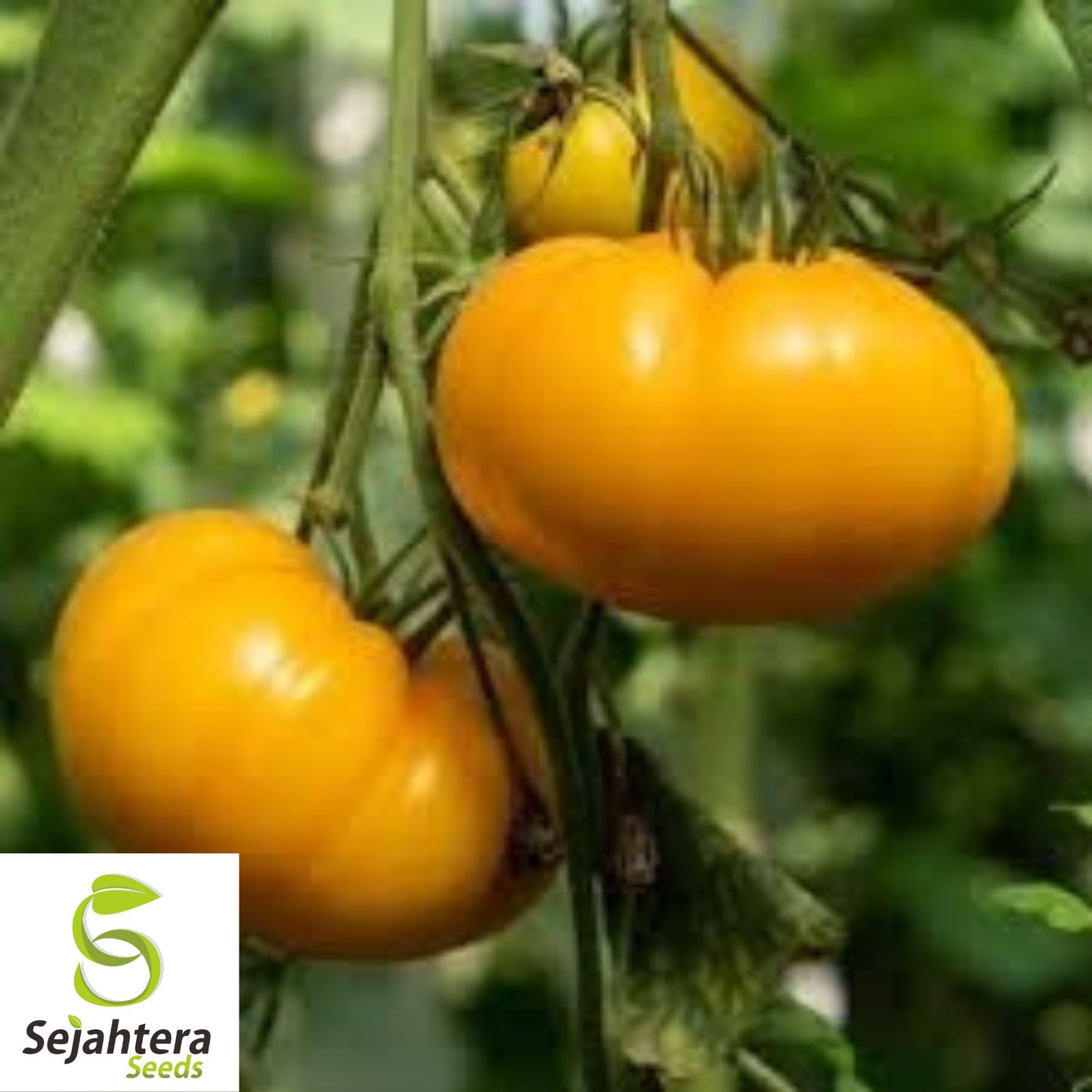 Amana Orange Tomato Seeds - 120+ Heirloom, Organic, Non-GMO & Rare