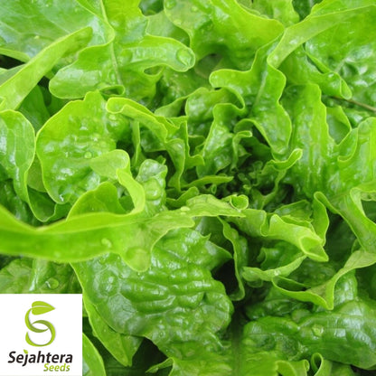 Oakleaf Lettuce Seeds 600+ | Leafy Green Vegetable NON-GMO USA Seller