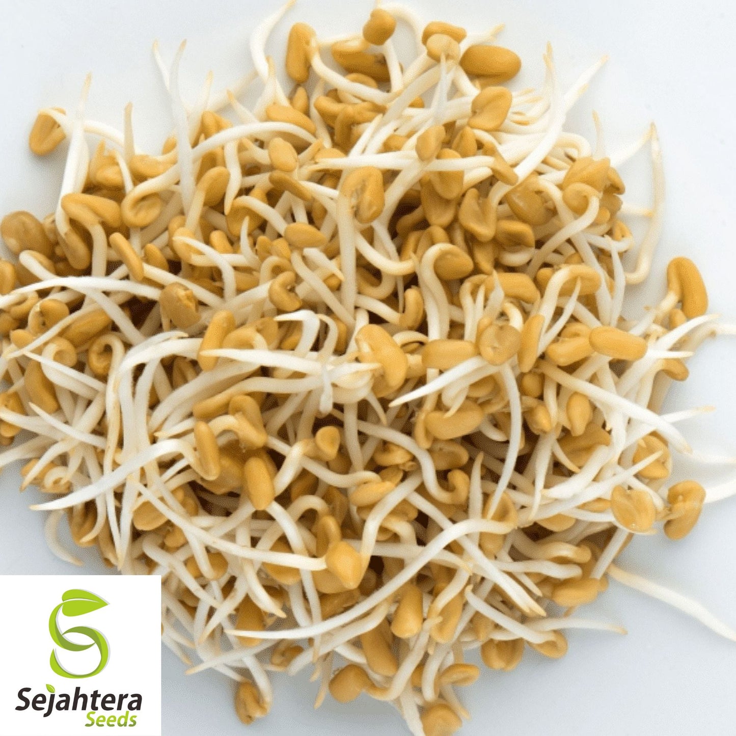 100 Fenugreek Herb Seeds - Non-GMO, Aromatic & Versatile Culinary Herb