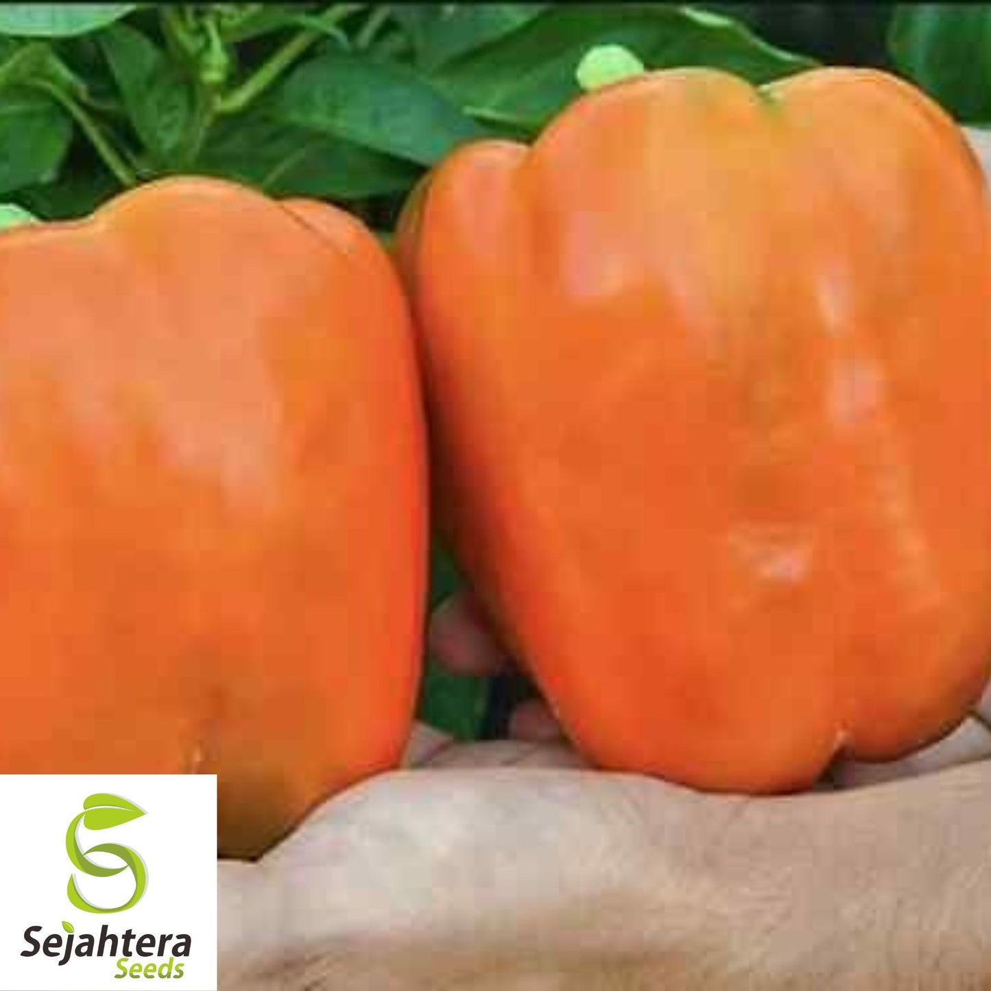 Orange King Bell Pepper Seeds - 120+ Organic Heirloom - Sweet & Non-GMO