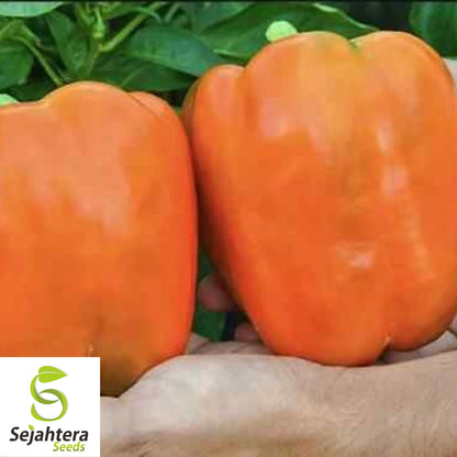 Orange King Bell Pepper Seeds - 120+ Organic Heirloom - Sweet & Non-GMO