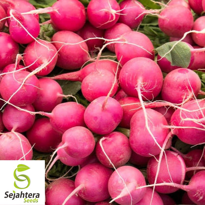 200 Pink Summercicle Radish Seeds - Raphanus Sativus, Non-GMO Vegetable