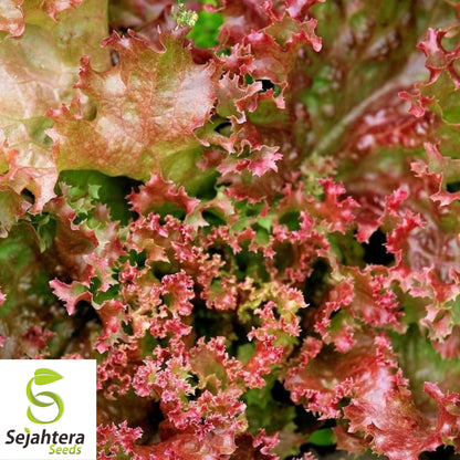 1000 Lollo Rosso Lettuce Seeds - Non-GMO, Vibrant & Crisp Leaves