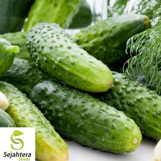 100+ Boston Pickling Cucumber Seeds - Heirloom, Non-GMO, Crisp & High-Yield Variety