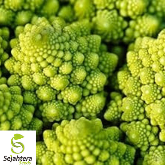 1000+ Romanesco Broccoli Seeds - Heirloom, Organic, Non-GMO, Nutritious & Fresh