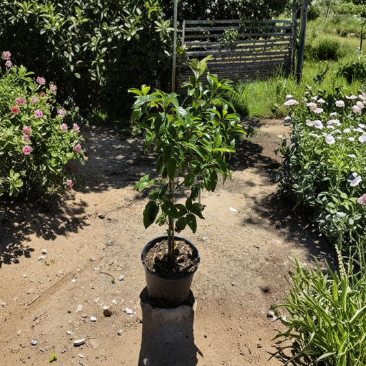Avocado Tree – Persea americana Live Grafted Tree | 3 Gallon Pot | 4 Feet Tall  Fast Fruiting | Outdoor Full Sun | Backyard Ready