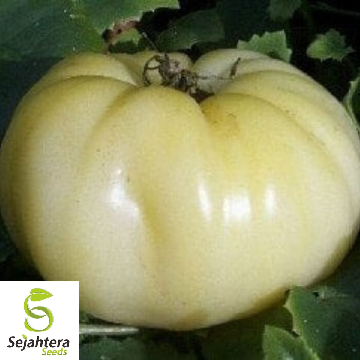 Great White Tomato Seeds 50 Ct | White Beefsteak Heirloom Vegetable NON-GMO