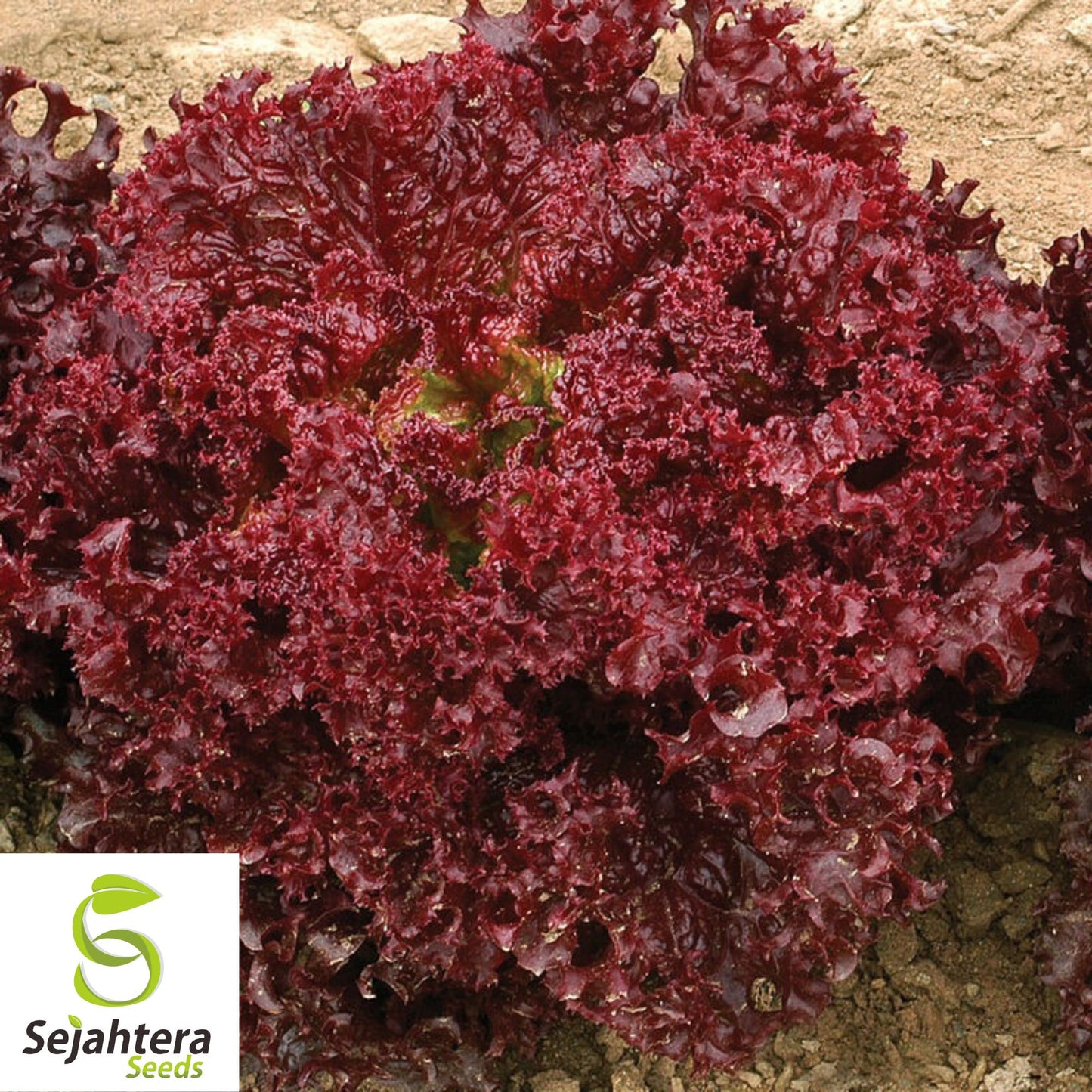 1000 Lollo Rosso Lettuce Seeds - Non-GMO, Frilly & Vibrant Heirloom Variety