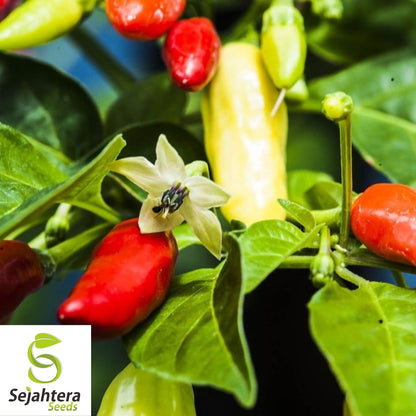 20 Birdseye Pepper Seeds - Non-GMO, Fiery & Compact Variety