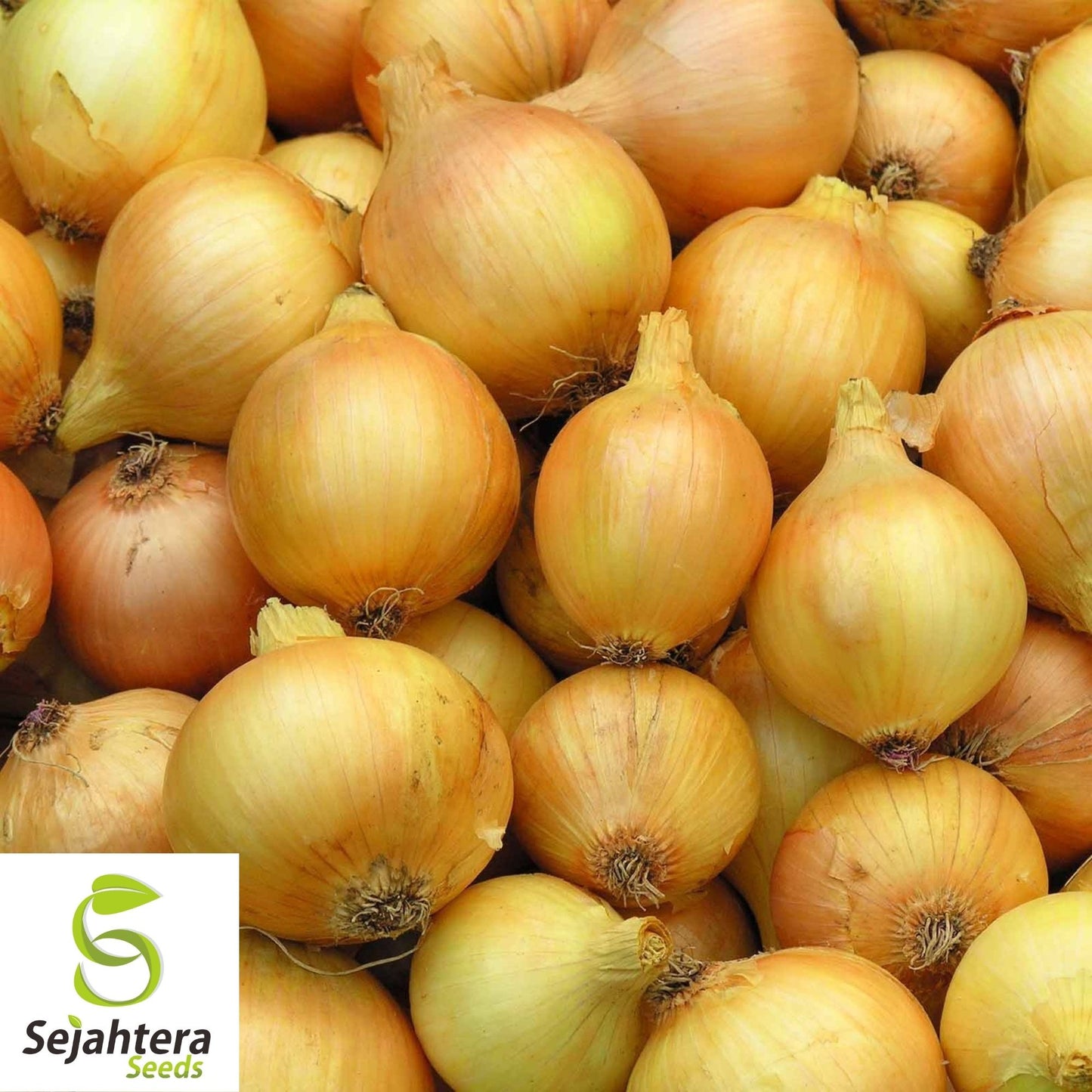 Yellow Spanish Onion Seeds 250+ | Sweet Heirloom NON-GMO Vegetable USA