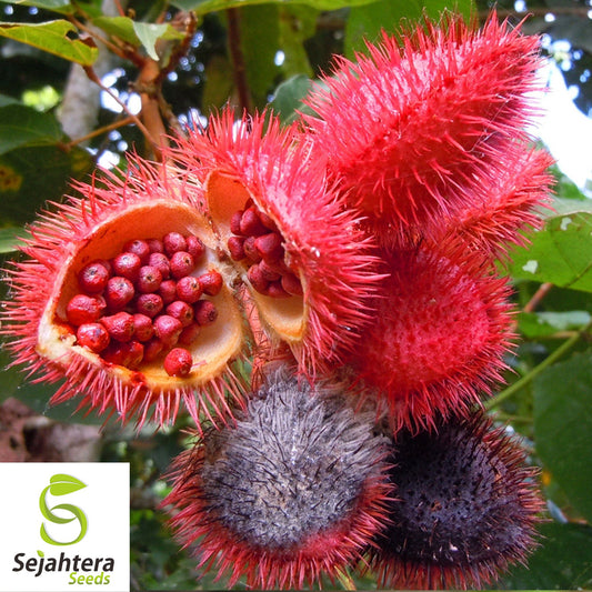 Anchiote Seeds {Bixa orellana} Culinary | Heirloom | NON-GMO 20 Seeds