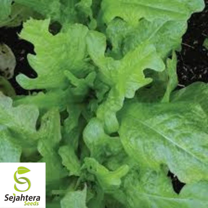 Oakleaf Lettuce Seeds 600+ | Leafy Green Vegetable NON-GMO USA Seller