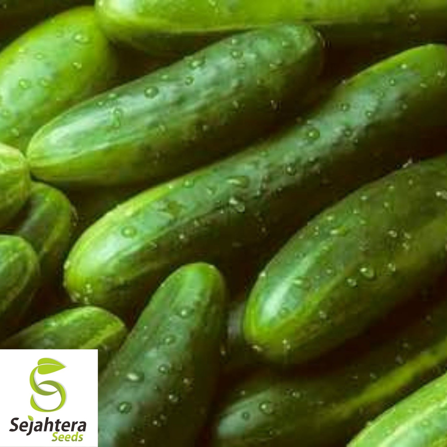 60+ Straight Eight Cucumber Seeds - Non-GMO, Crisp & High-Yield Variety