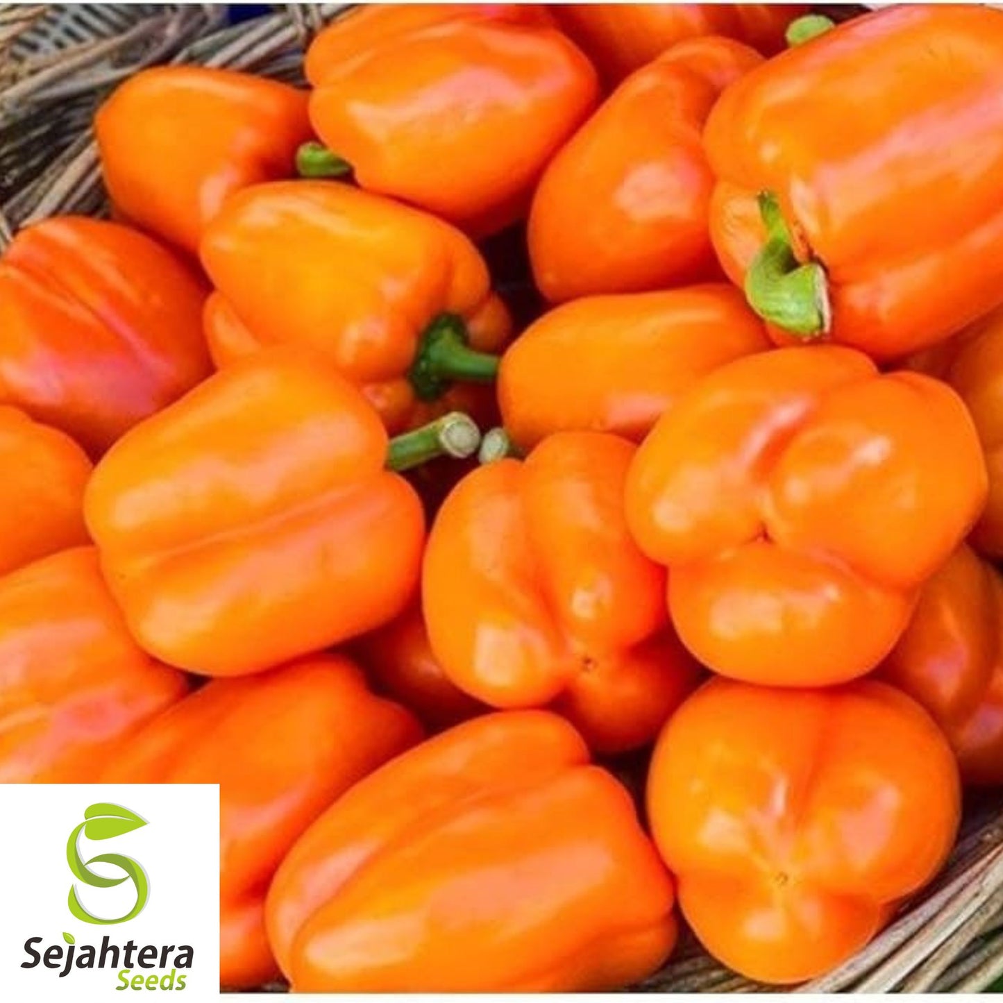 Orange King Bell Pepper Seeds - 120+ Organic Heirloom - Sweet & Non-GMO