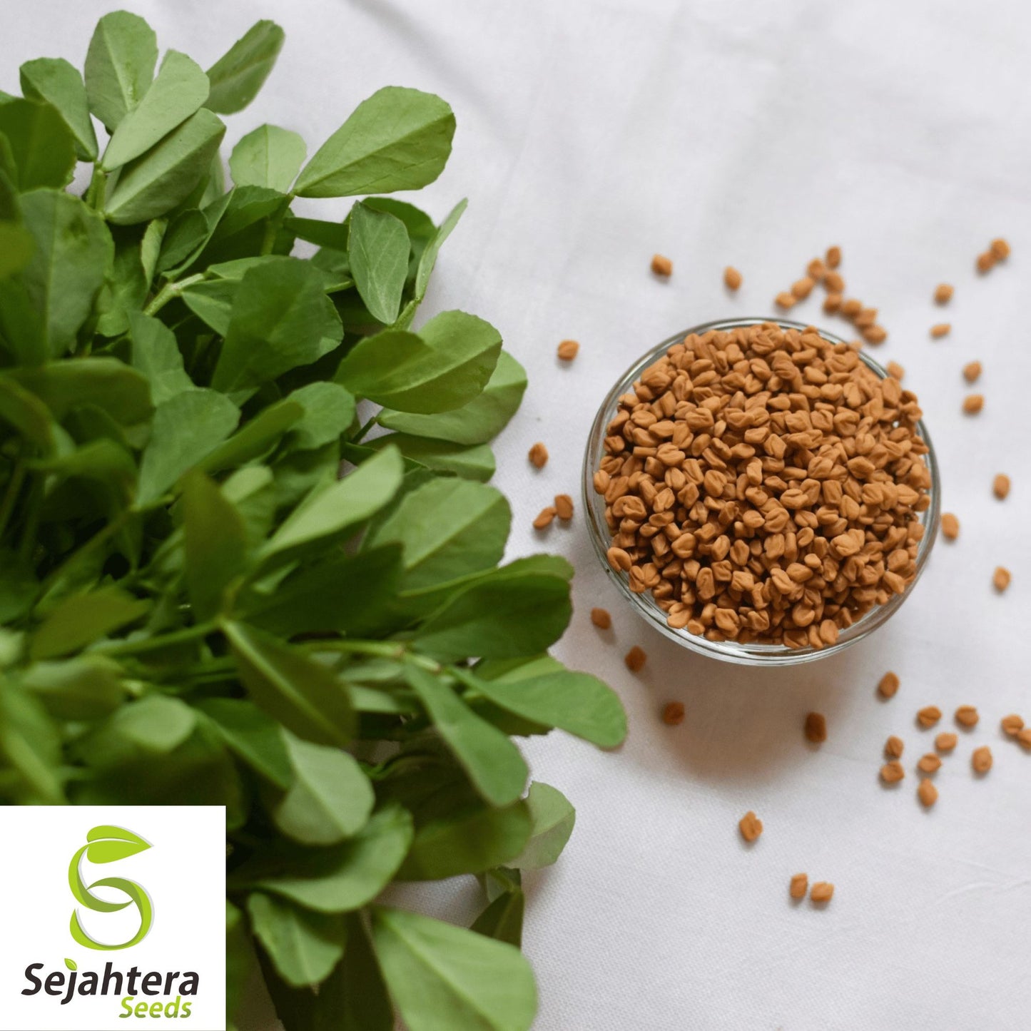 100 Fenugreek Herb Seeds - Non-GMO, Aromatic & Versatile Culinary Herb