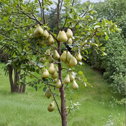 Comice Pear Tree – Pyrus communis 4–6 Ft Live Tree | Sweet Juicy Dessert Pear | Ready to Plant  Early-Season Producer | Large Flavorful Fruit | Cold Hardy