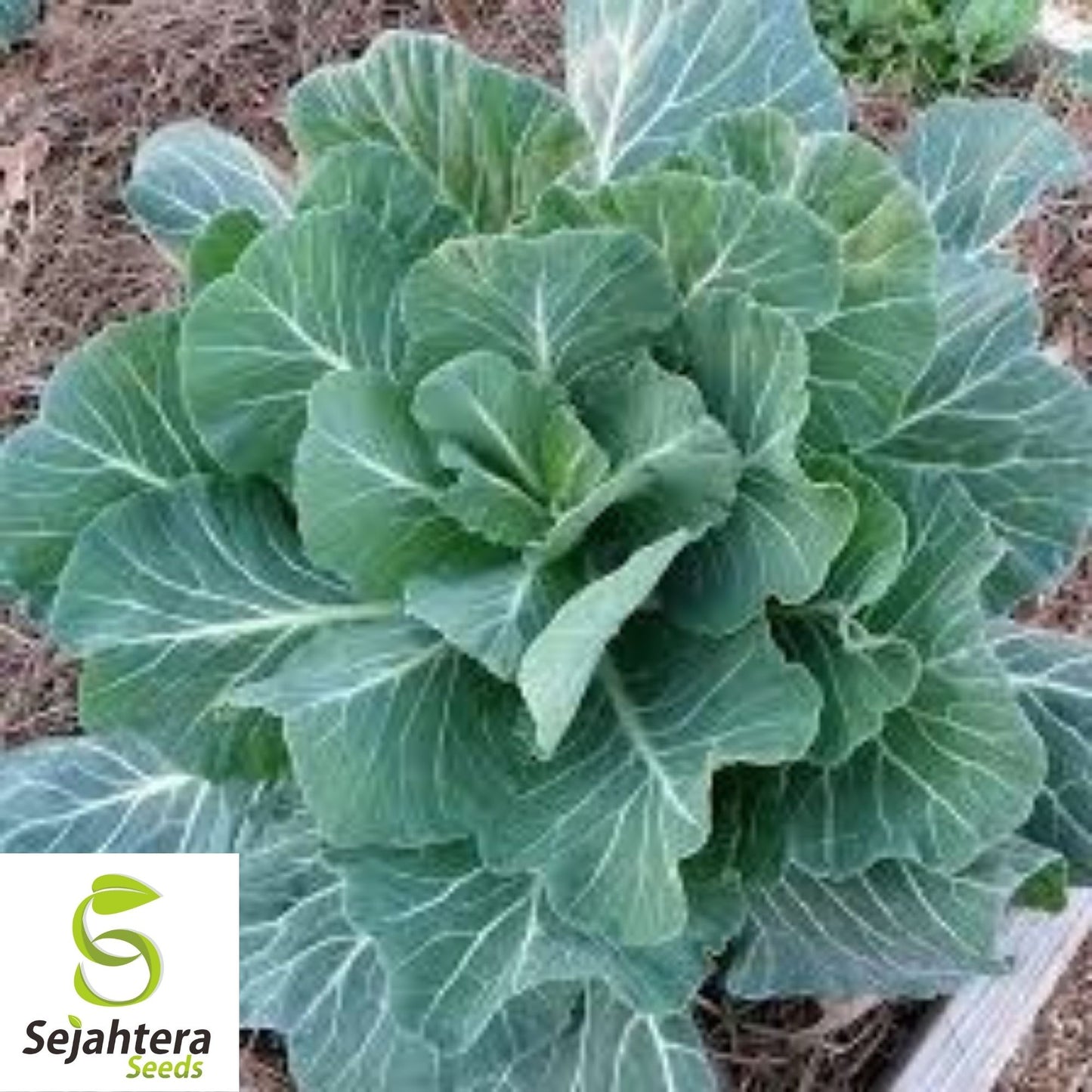 Georgia Southern Collard Seeds 500+ | NON-GMO Heirloom Greens Vegetable USA