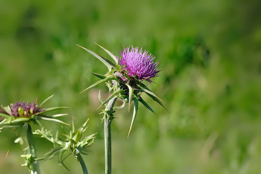 Blessed Milkthistle Holy Thistle Mary Milk Thistle (Silybum marianum)