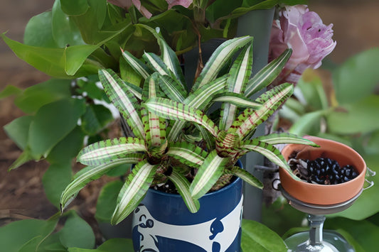 Neoregelia Bromeliad Plant - Compact 'Palmeras' Variety - Vibrant Green with Red Accents - Neoregelia Montuno - Made in USA