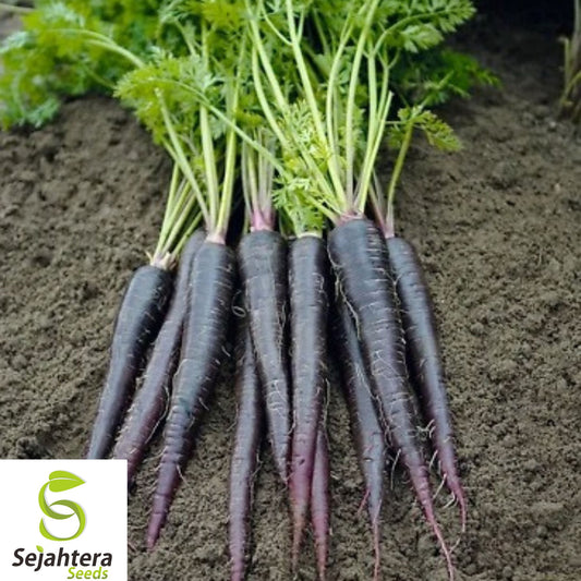 100+ Black Nebula Carrot Seeds - Heirloom, Organic, Non-GMO, Rare & Nutrient-Rich