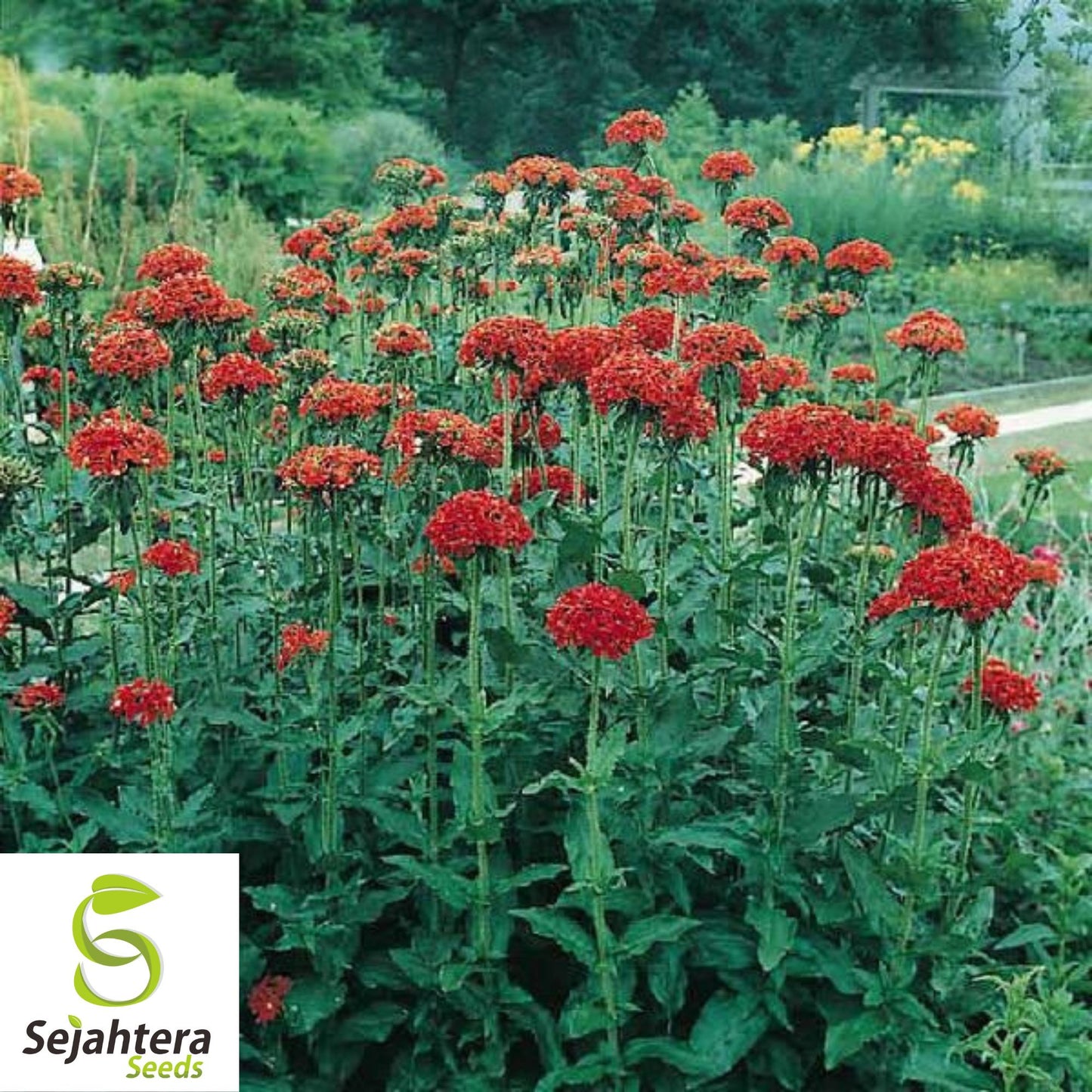 Maltese Scarlett Cross Seeds {Lychnis chalcedonica} 50+ Seeds