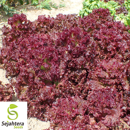 1000 Lollo Rosso Lettuce Seeds - Non-GMO, Vibrant & Crisp Leaves