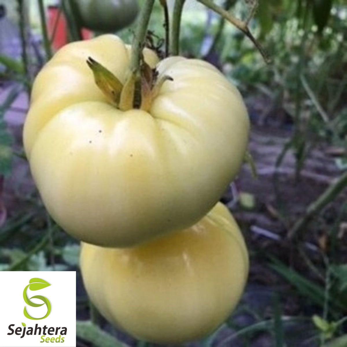 Great White Tomato Seeds 50 Ct | White Beefsteak Heirloom Vegetable NON-GMO