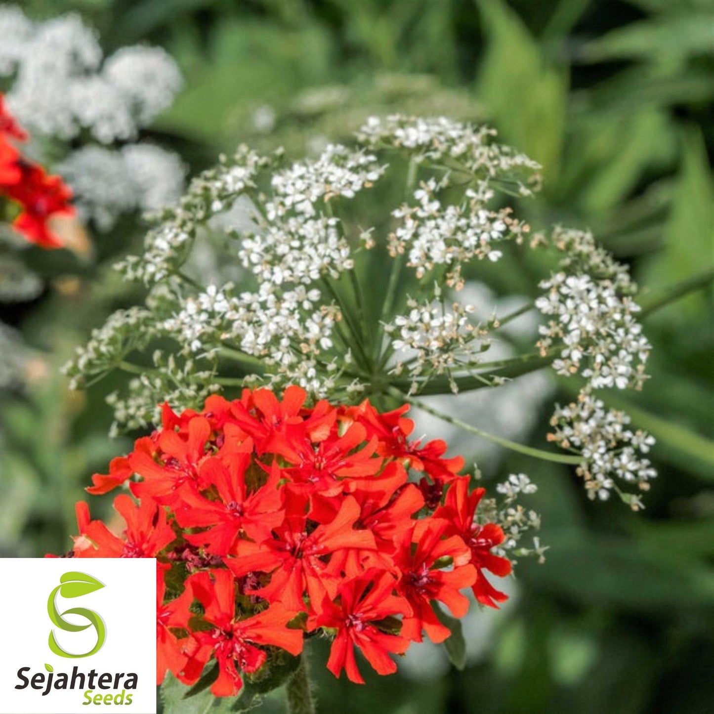 Maltese Scarlett Cross Seeds {Lychnis chalcedonica} 50+ Seeds