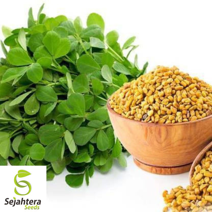 100 Fenugreek Herb Seeds - Non-GMO, Aromatic & Versatile Culinary Herb